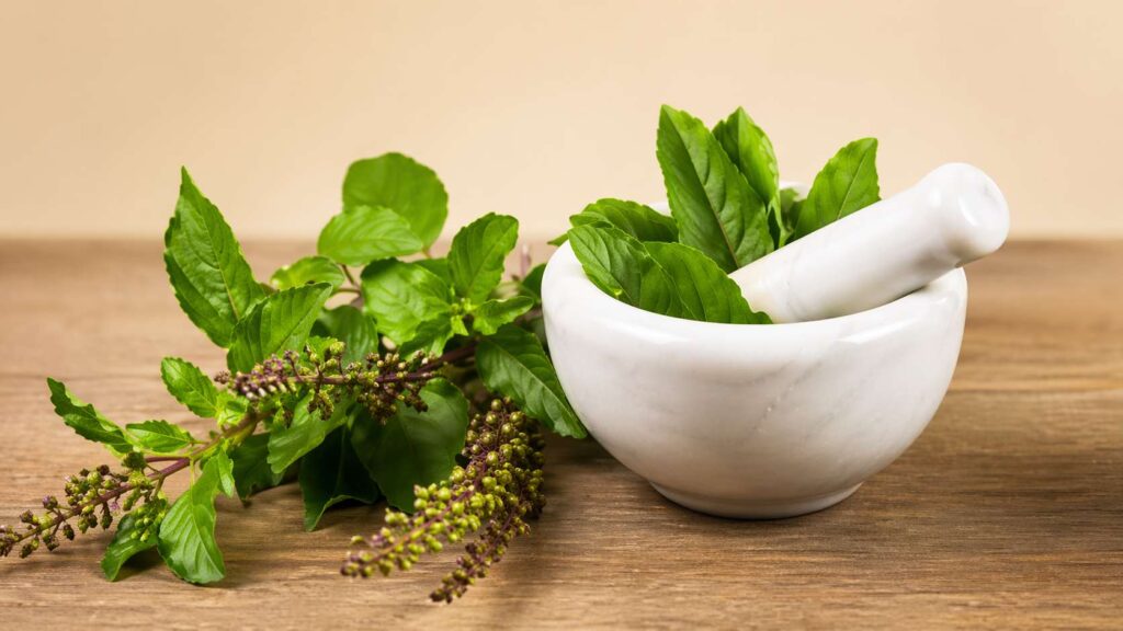 Tulsi plant in Ayurveda