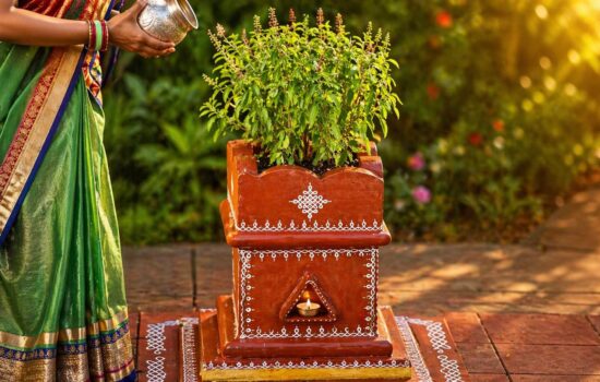 Tulsi plant