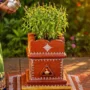 Tulsi Plant